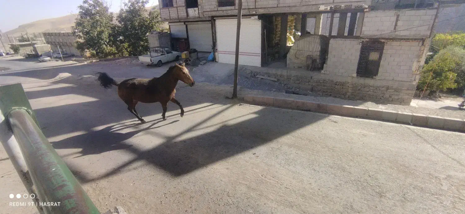 اسب و کره اسب|اسب و تجهیزات اسب‌سواری|باسمنج, |دیوار