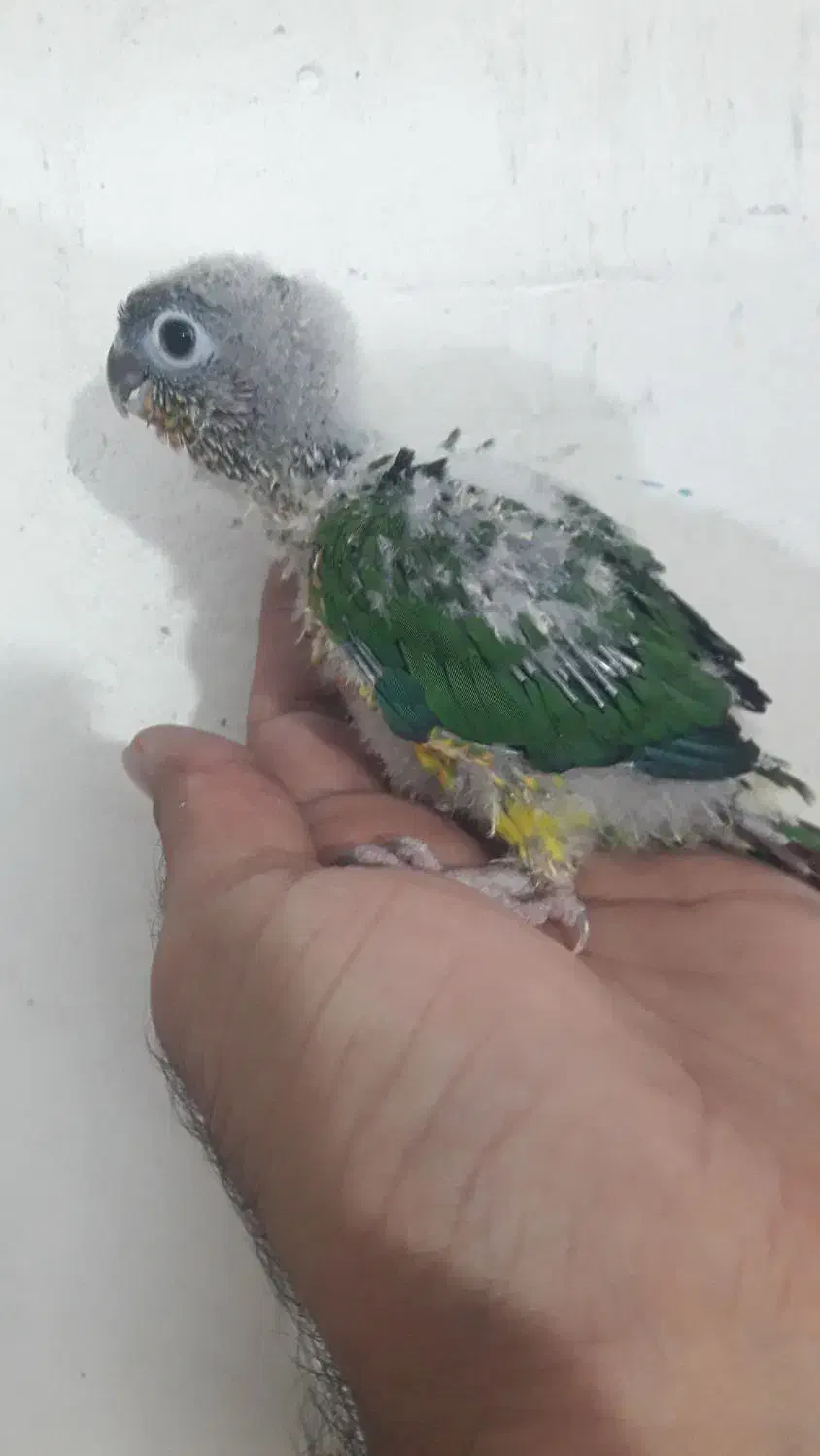 گرینچیک|پرنده|کاشان, فاز ۱ ناجی آباد|دیوار