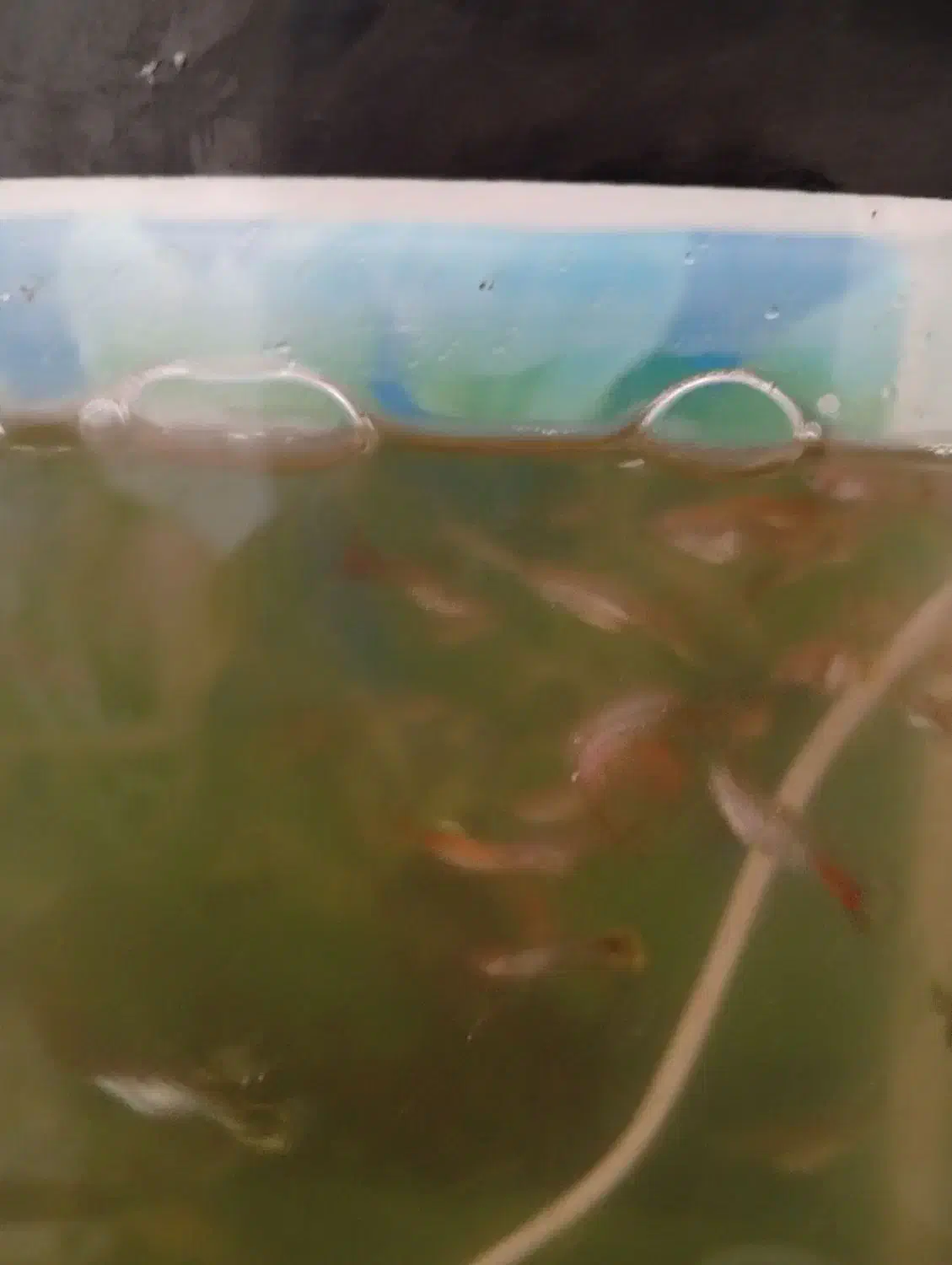 ماهی گوپی|ماهی|یزد, |دیوار