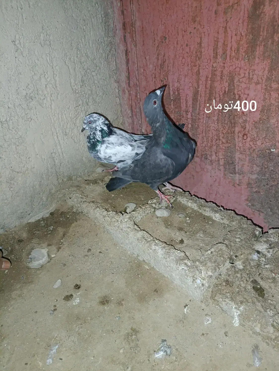 کبوتر پاکستانی|پرنده|بمپور, |دیوار