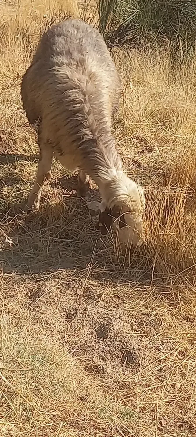 فروش ۳ راس میش بره دار|حیوانات مزرعه|شیراز, خلیلی|دیوار