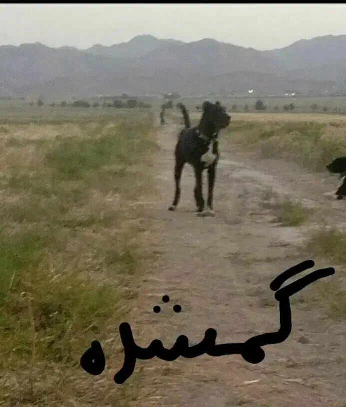 این سگ گم شده|سگ|سبزوار, ابارش|دیوار