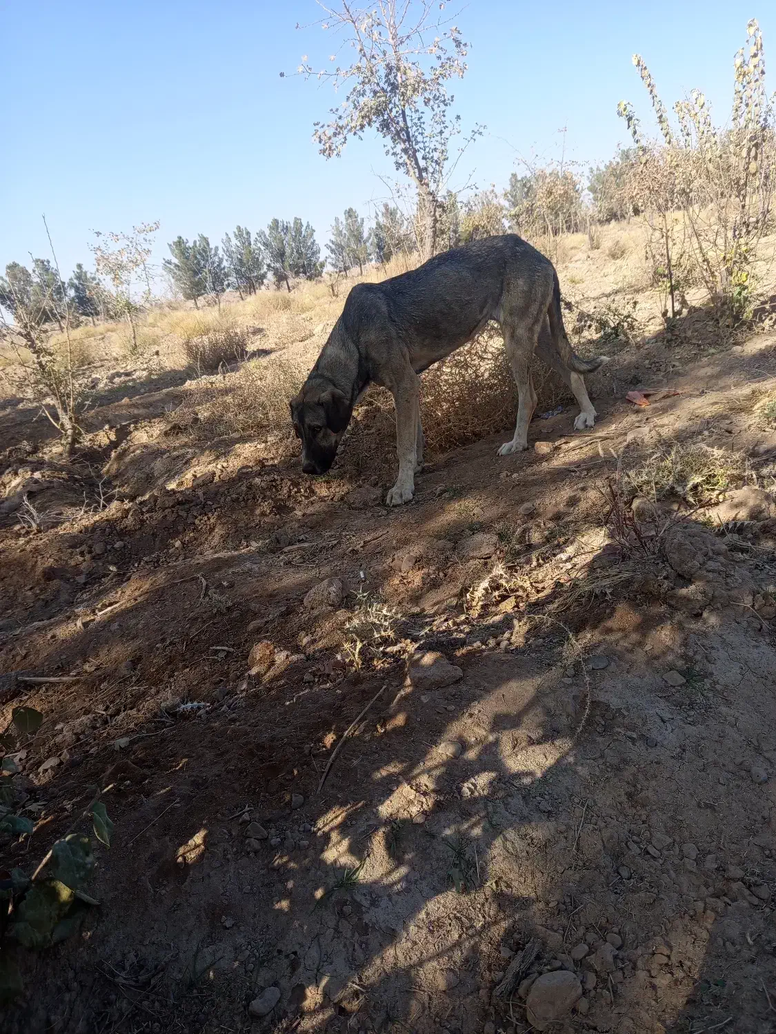 سگ سرابی درج یک۲سالع ماده|سگ|میمه, |دیوار