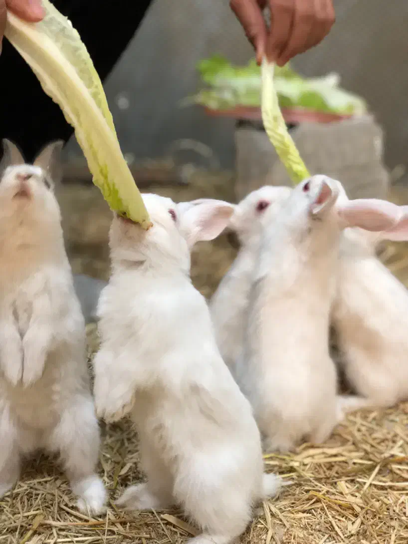 خرگوش دستی|موش و خرگوش|سبزوار, قصبه شرقی|دیوار