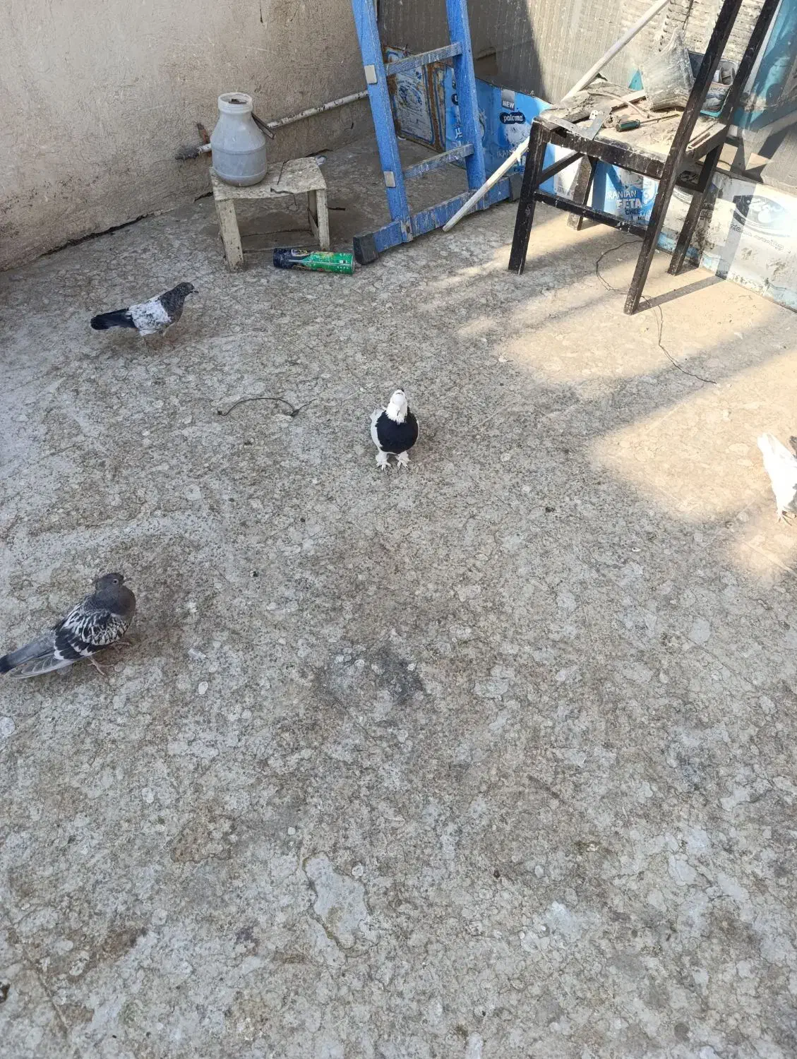 کفترطوقی 6عدد3نر3ماده|پرنده|برخوار, |دیوار