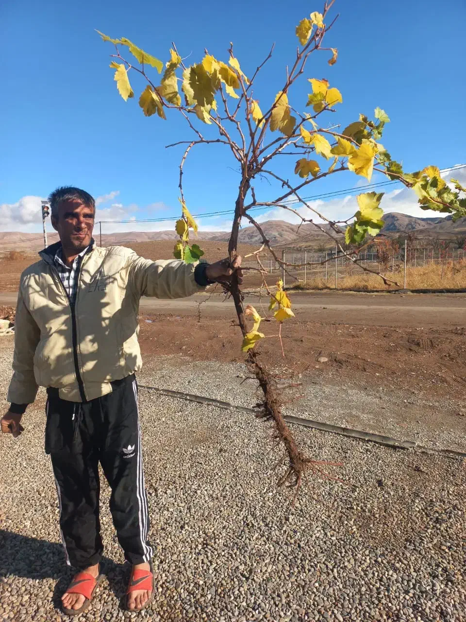 عرضـه نهـالــهای ریشه لخت|خدمات باغبانی و درختکاری|قیدار, |دیوار