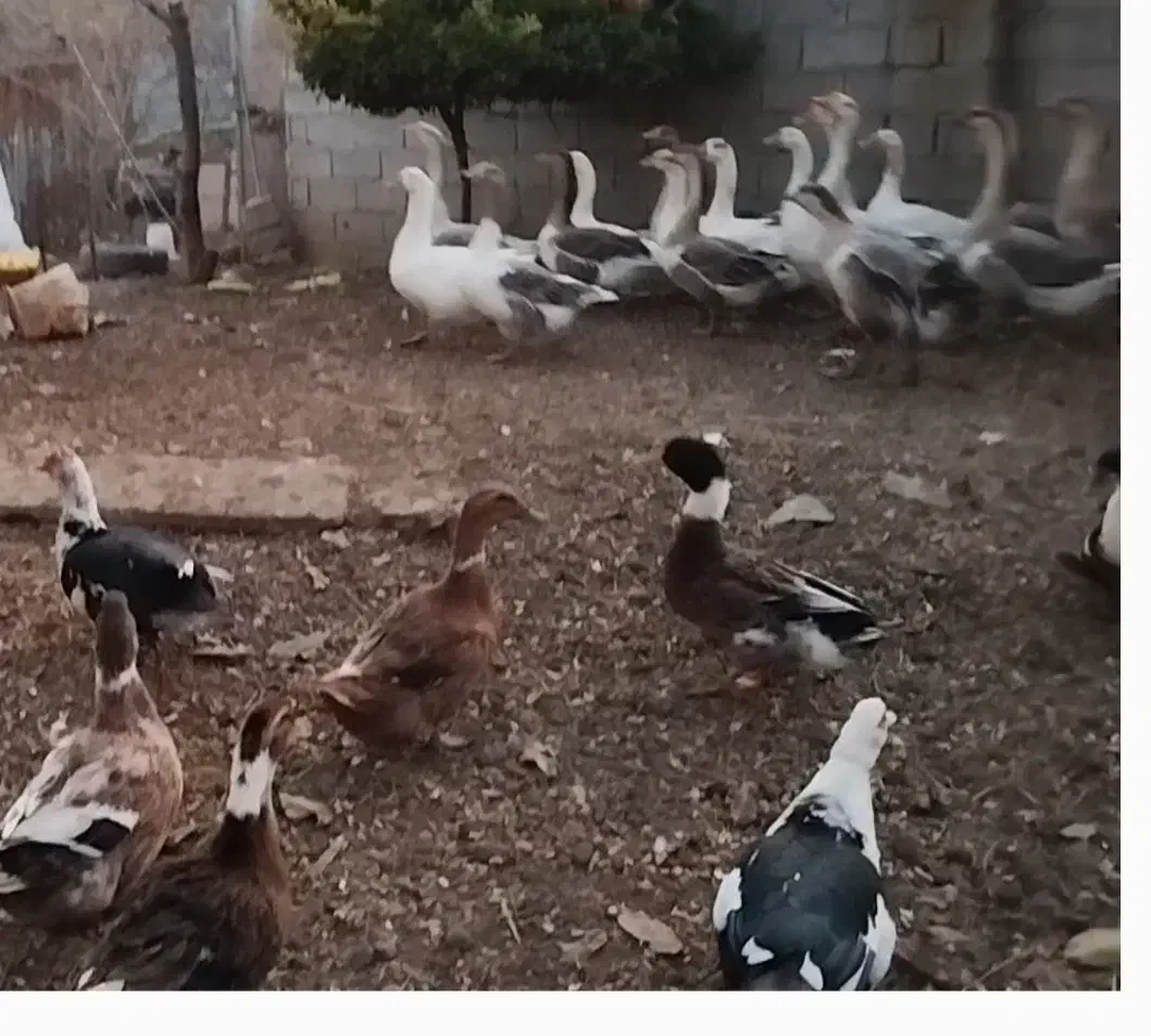 فروش قاز|حیوانات مزرعه|پارس‌آباد, |دیوار