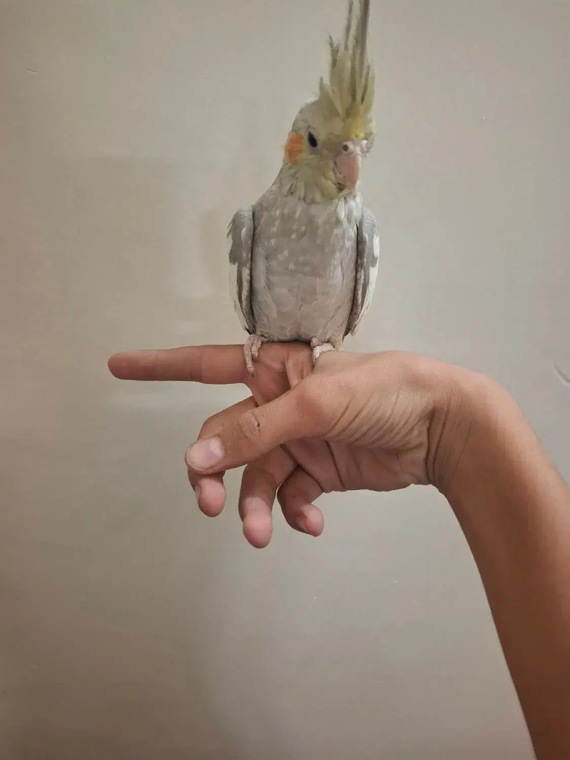 عروس هلندی دستی بالغ|پرنده|شاهدشهر, |دیوار