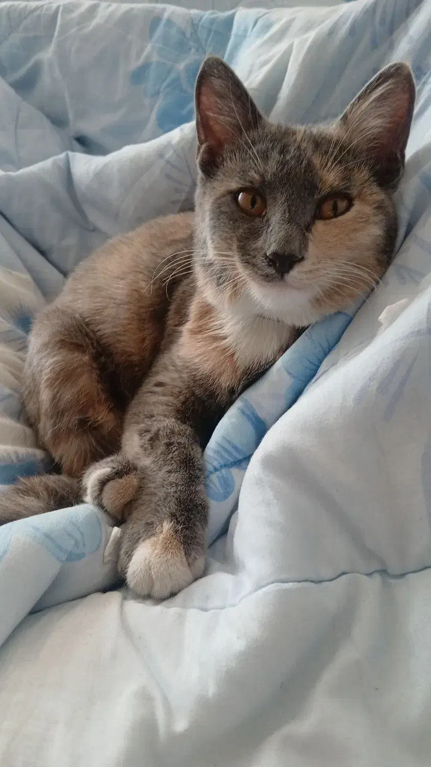 واگذاری گربه رایگان|گربه|شیراز, حجت آباد|دیوار