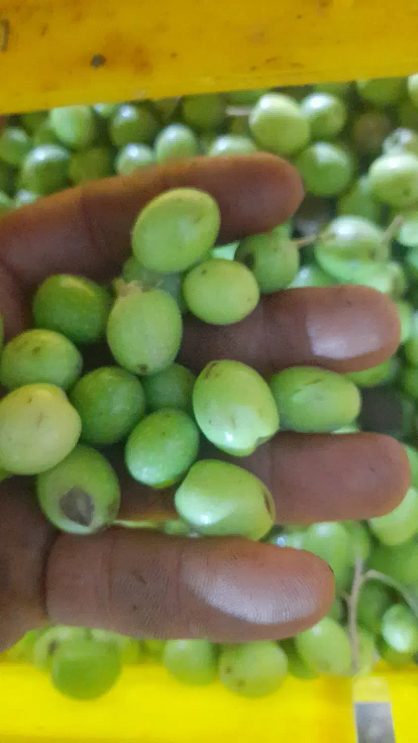 زیتون|خوردنی و آشامیدنی|رشت, منظریه|دیوار