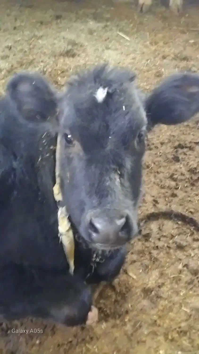 گوساله ماده هلشتاین|حیوانات مزرعه|کنگاور, |دیوار