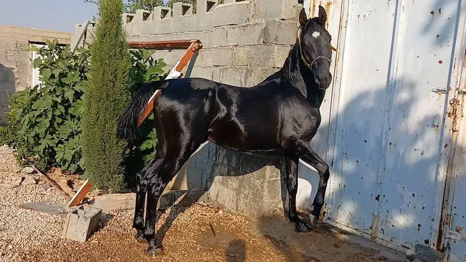 کره ۲سال نیمه درشور .کره سرتاج|حیوانات مزرعه|شیراز, گویم|دیوار