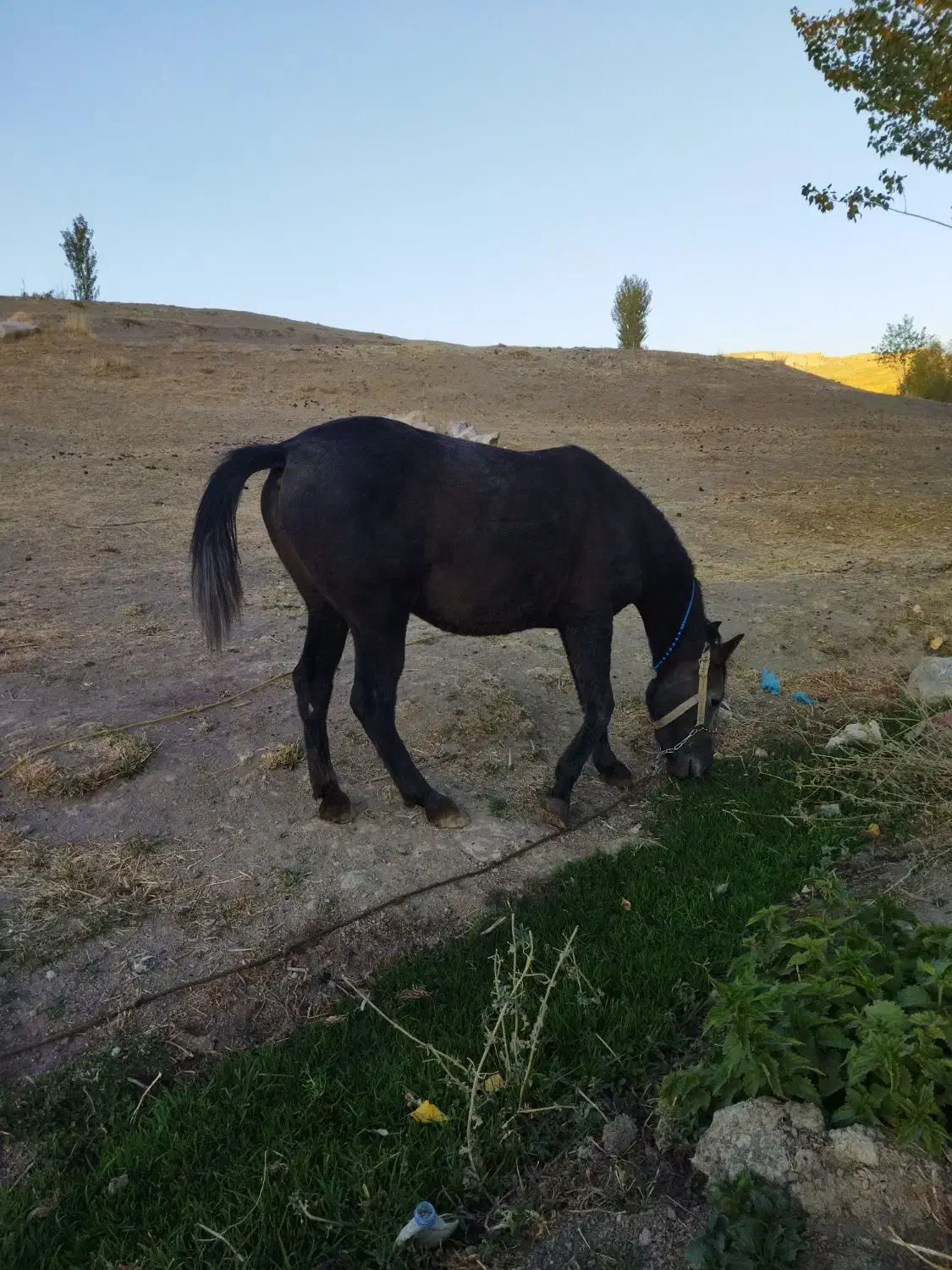 مادیان اسب|اسب و تجهیزات اسب‌سواری|تخت سلیمان, |دیوار