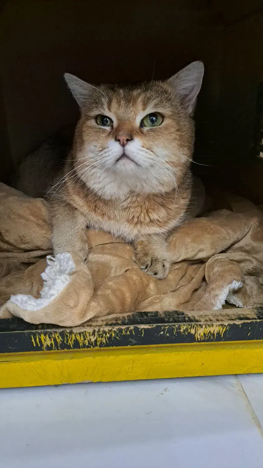 فروش فوری گربه خاص واصیل آموزش دیده|گربه|هشتگرد, تهران دشت|دیوار