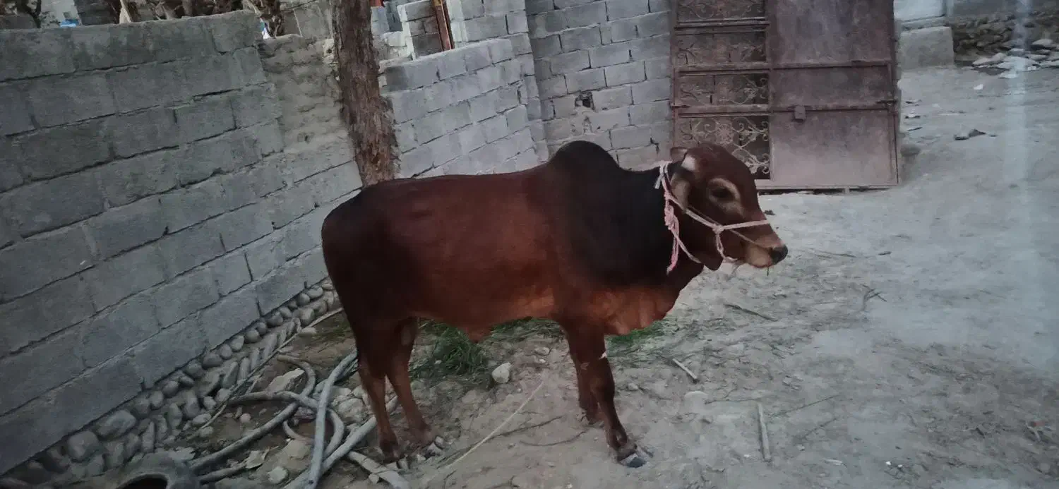 فروش فوری قیمت مناسب|حیوانات مزرعه|راسک, |دیوار