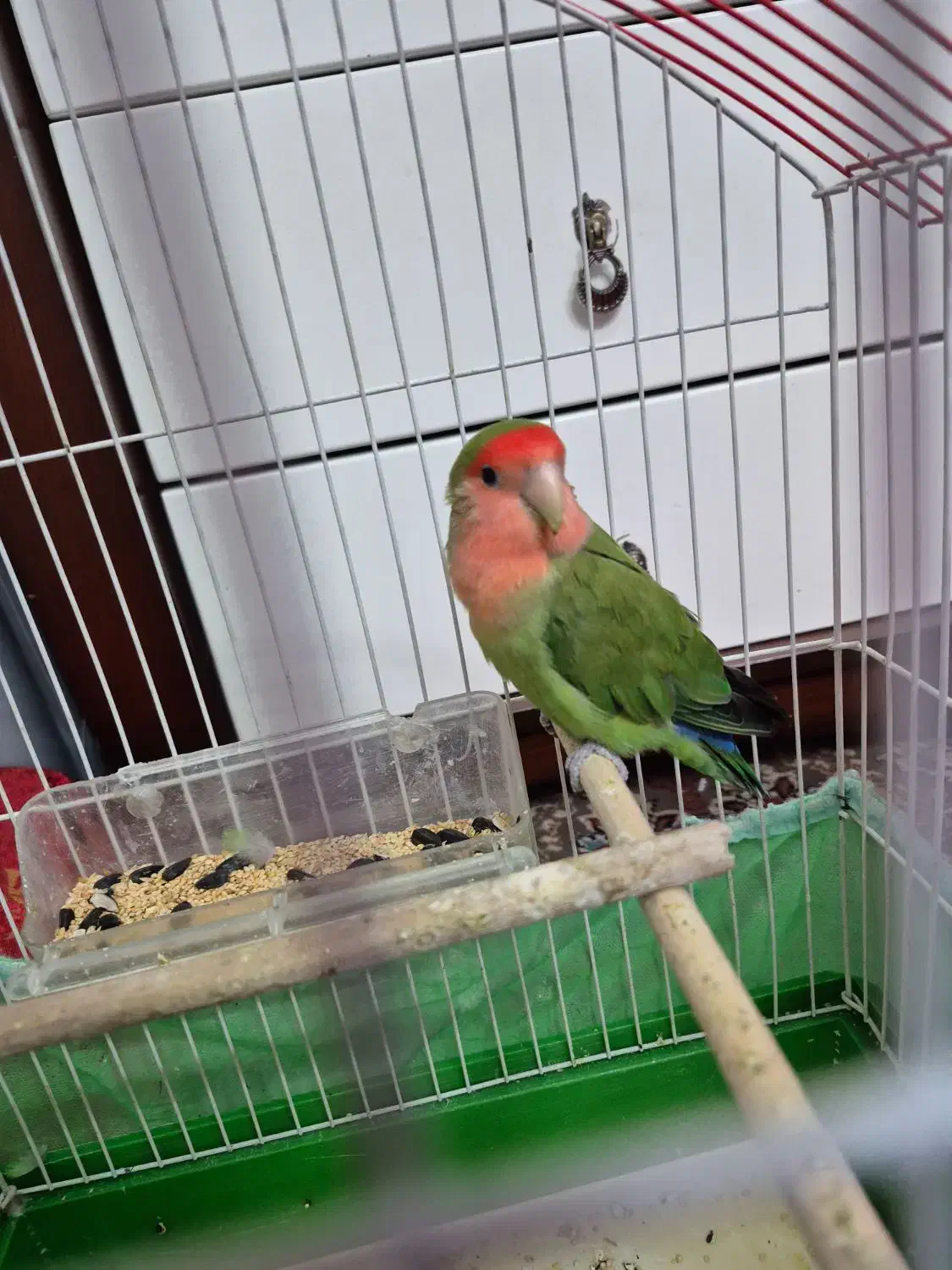 طوطی برزیلی|پرنده|علیآباد کتول, |دیوار