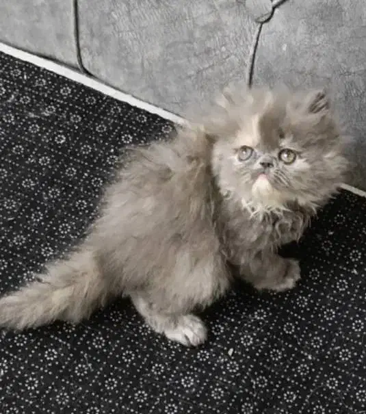 پرشین ماده بلو|گربه|تهران, دانشگاه شریف|دیوار