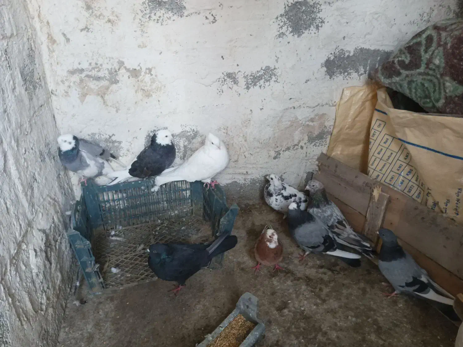 کبوتر|پرنده|سیلوانه, |دیوار