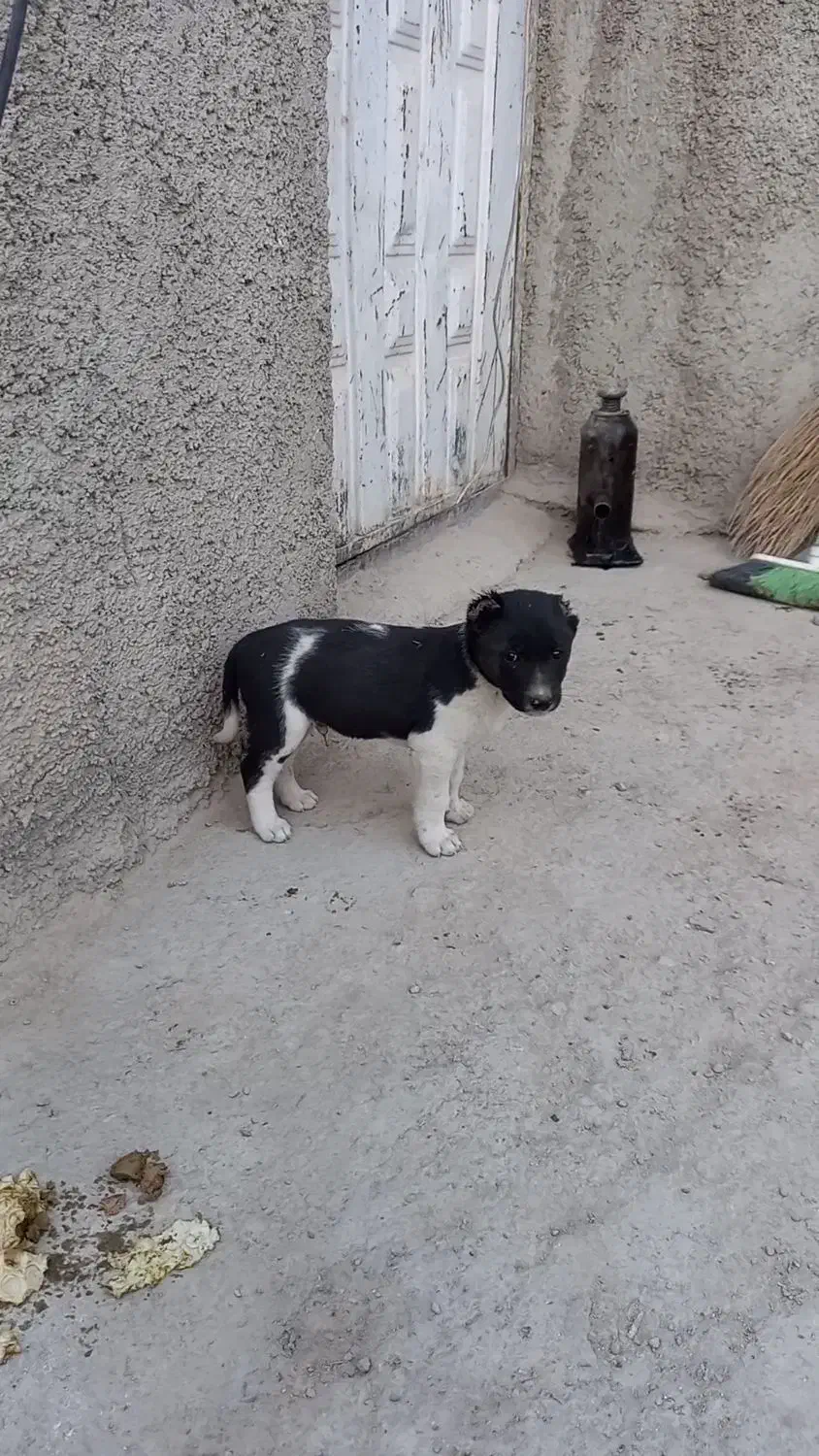 گمشده مژده گانی|حیوانات|تنکمان, |دیوار