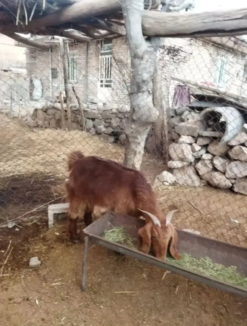 2عدد بُز داشتی و چاق|حیوانات مزرعه|دورود, |دیوار