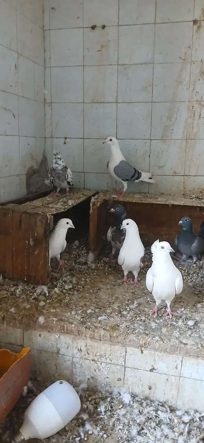 کفتر|پرنده|خرمشهر, |دیوار