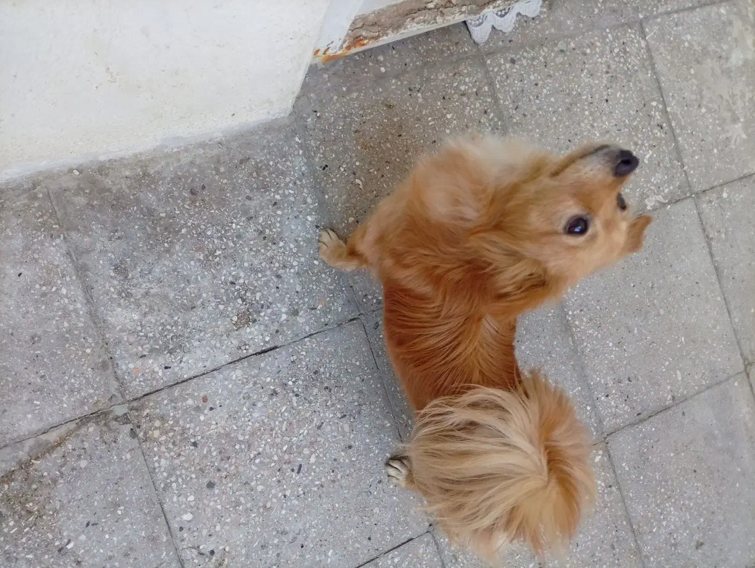 واگذاری سگ..|سگ|پاکدشت, پاکدشت (مامازند)|دیوار