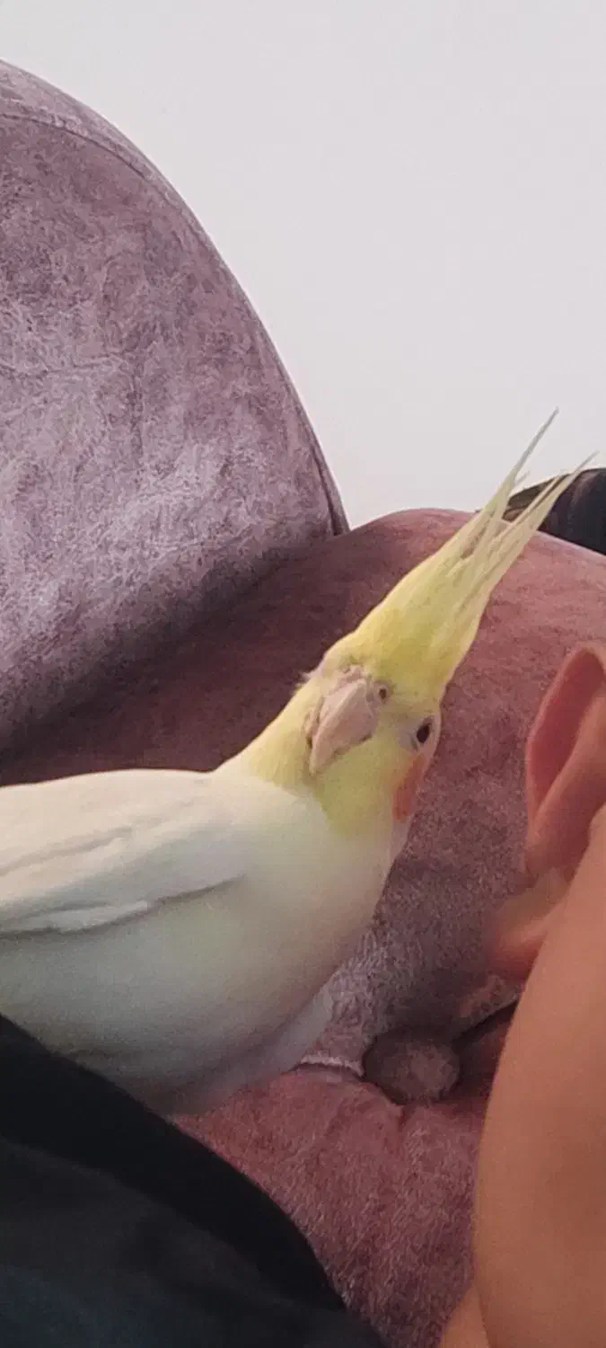 عروس هلندی گم شده|پرنده|کاشان, لتحر|دیوار