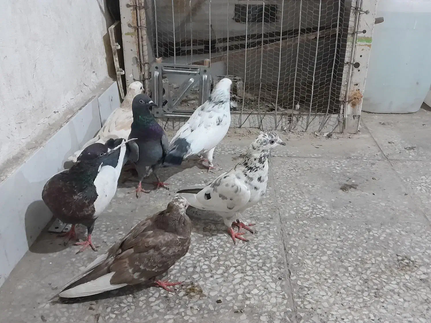 فروشی همه دونه ۲۰۰|پرنده|بندرعباس, |دیوار