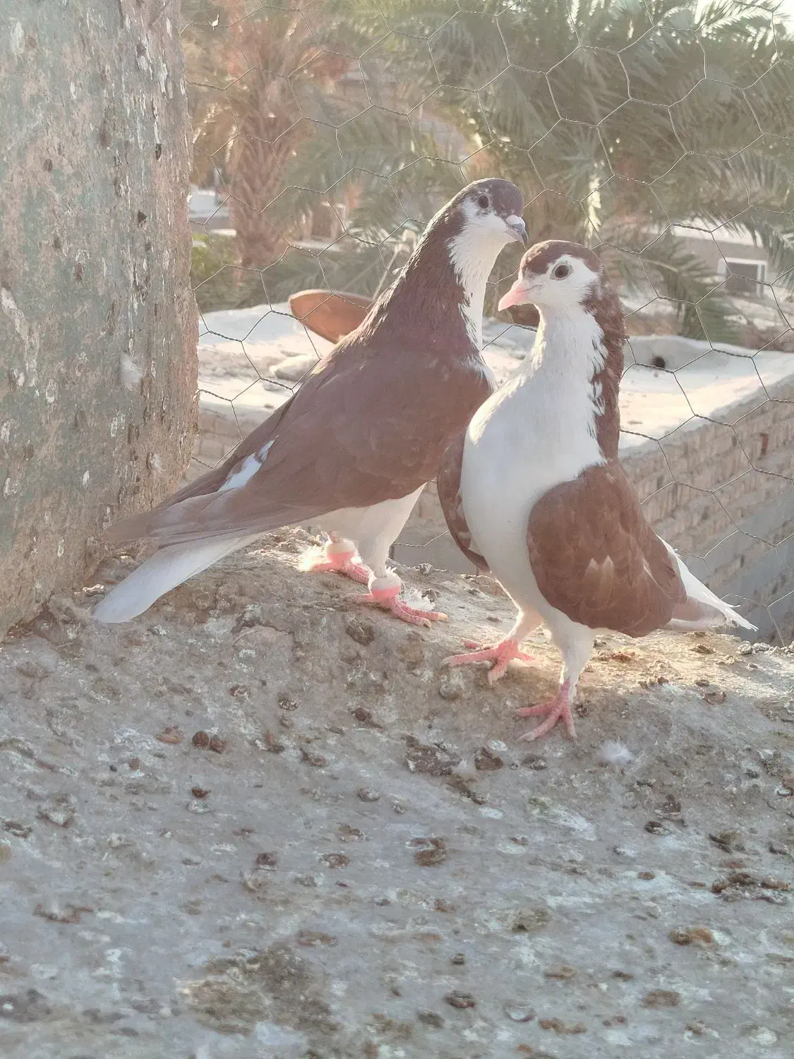 نرماده ساده سرخ با جوجه|پرنده|ایرانشهر, |دیوار