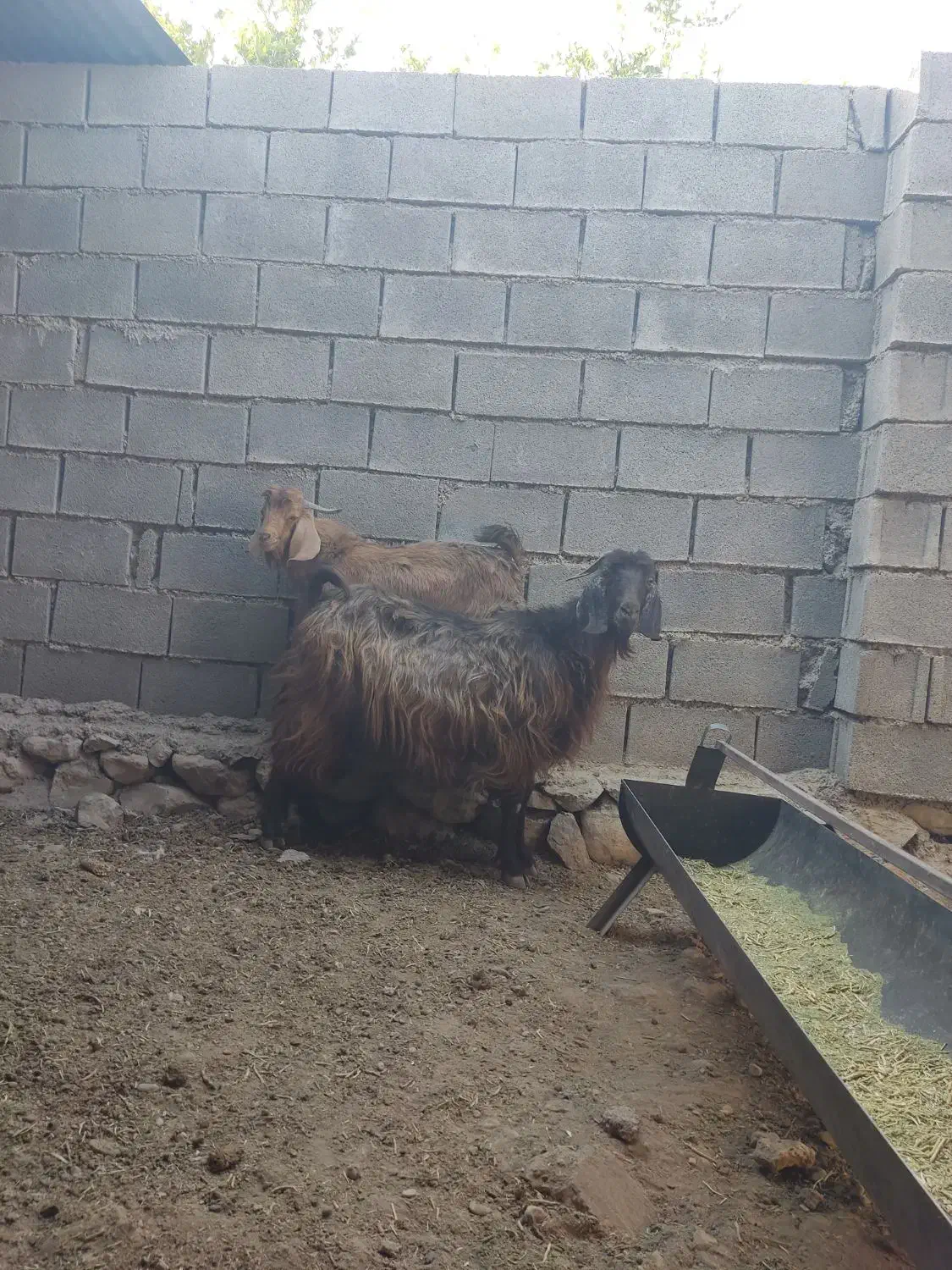 فروش بز کهره دار|حیوانات مزرعه|چرام, |دیوار