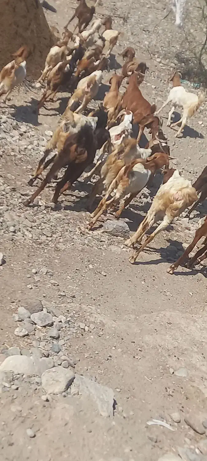 تعداد زیادی بز سالم|حیوانات مزرعه|توکهور, |دیوار