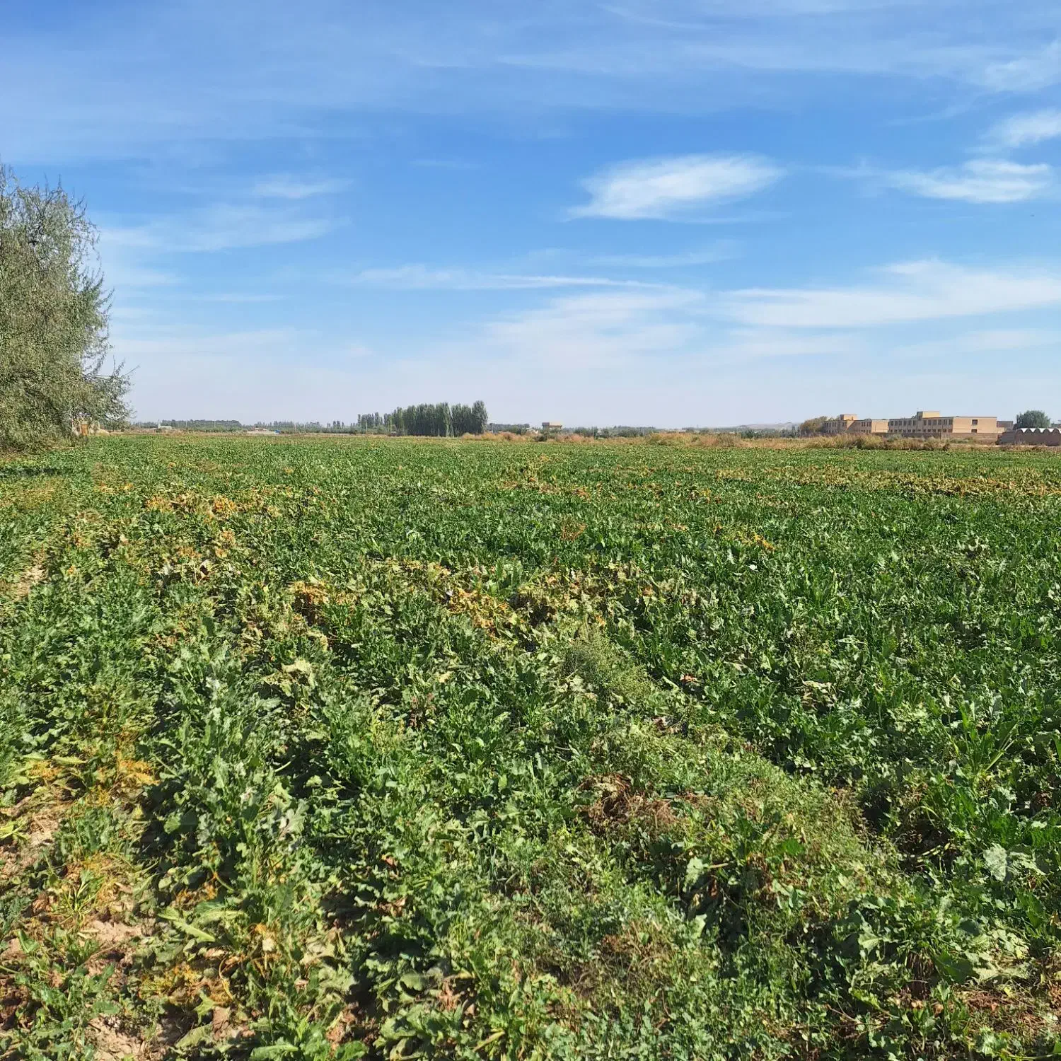 اجاره زمین کشاورزی|اجارهٔ دفتر صنعتی، کشاورزی، تجاری|میاندوآب, |دیوار