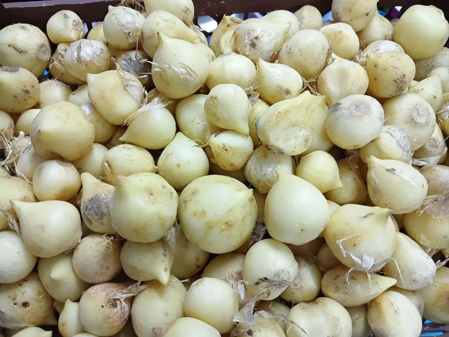 کوهی و معطر موس یر|خوردنی و آشامیدنی|قم, دانش|دیوار
