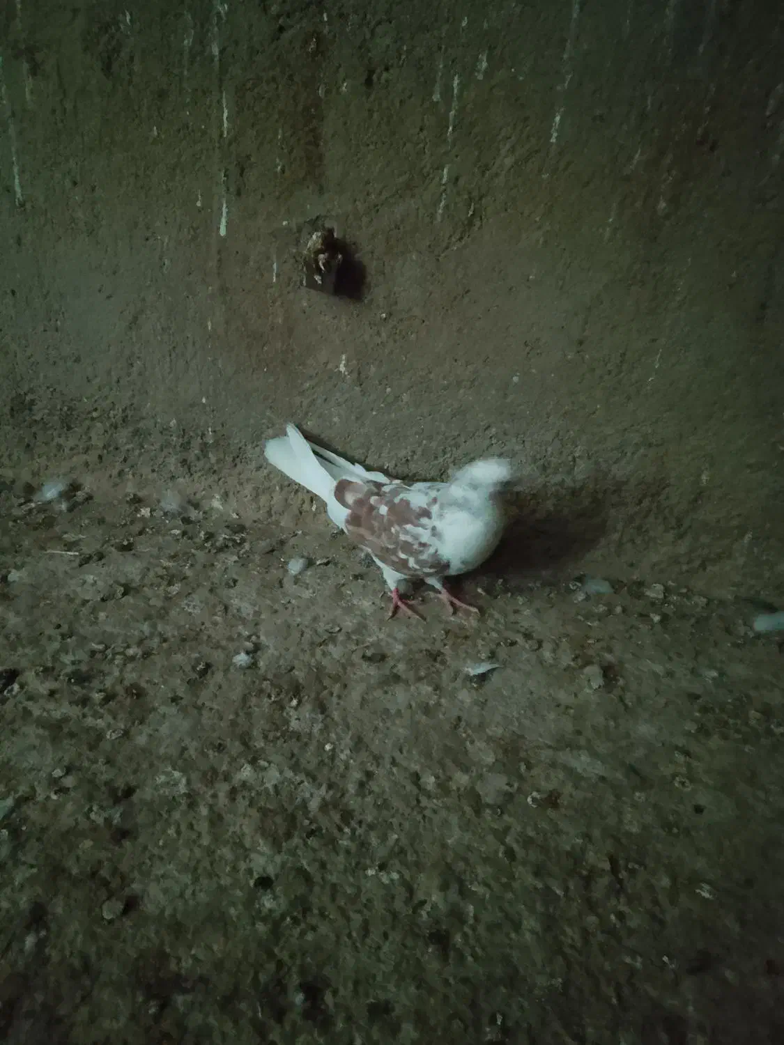 کبوتر رفتنی|پرنده|انزل, |دیوار