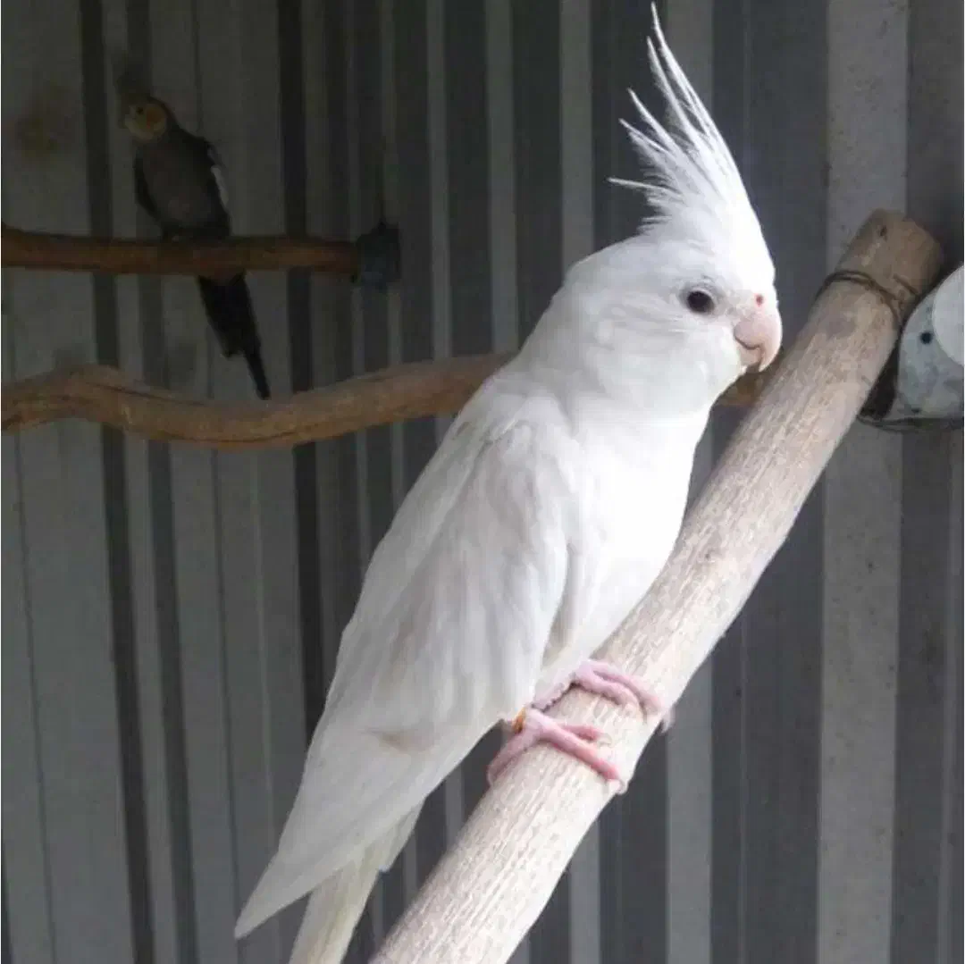 دو عدد عروس هلندی بالغ آلبینو|پرنده|ایذه, |دیوار