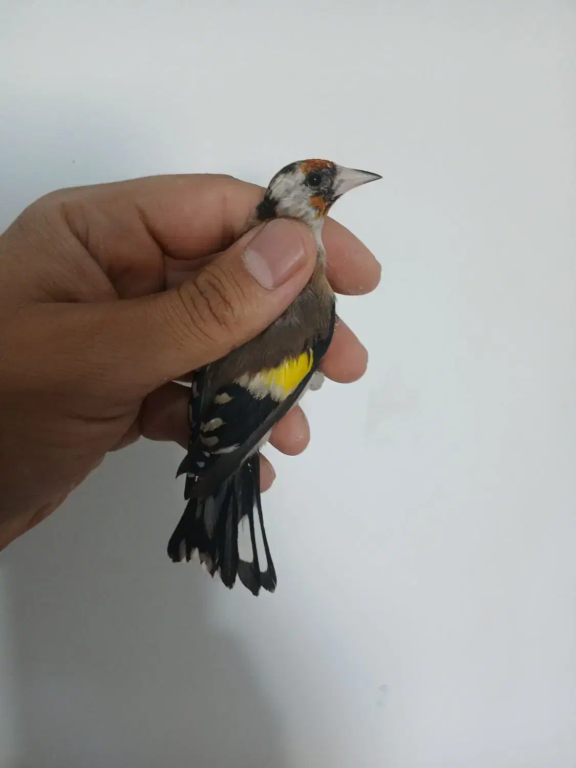 سهره ماده جوجه قفس ۲ سال گل بلند|پرنده|فردیس, فردیس|دیوار