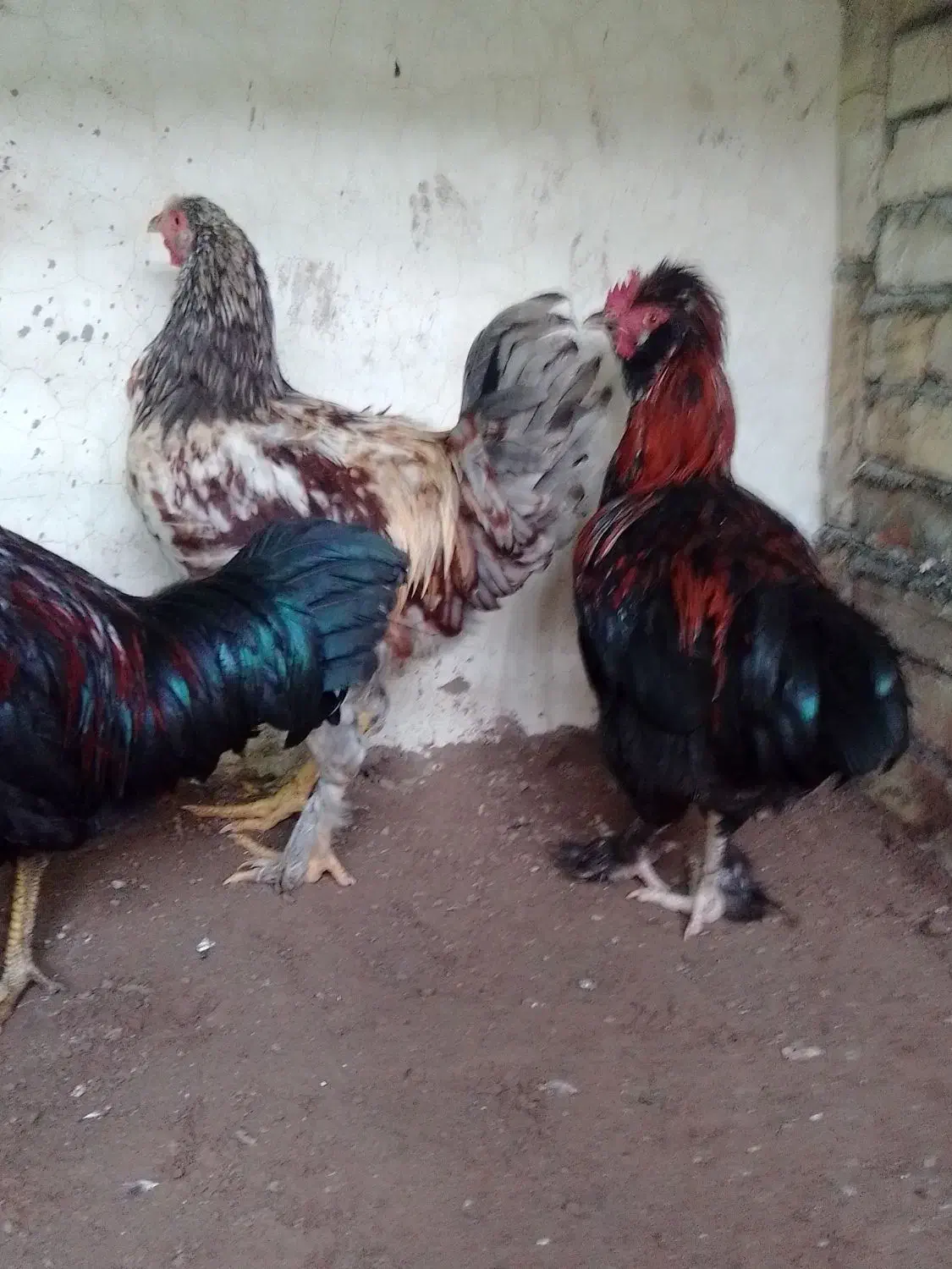 خروس بچه|پرنده|مرند, |دیوار