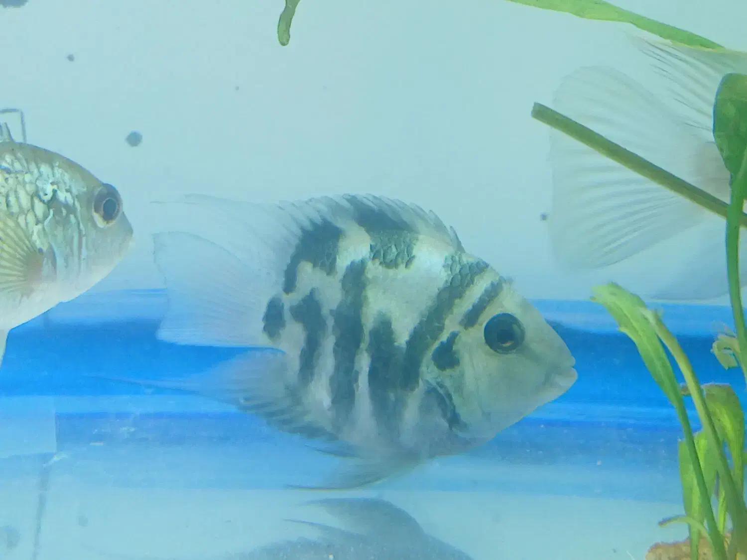 ماهی سچیلاید بلو آکارا و پرت پلار|ماهی|تبریز, |دیوار