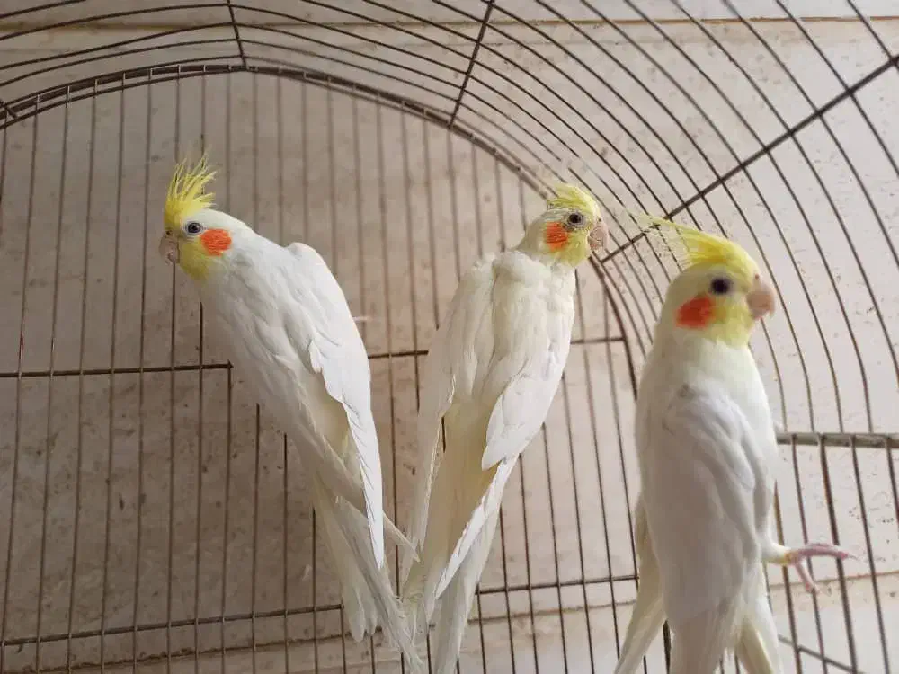 عروس هلندی|پرنده|شیراز, لاله|دیوار