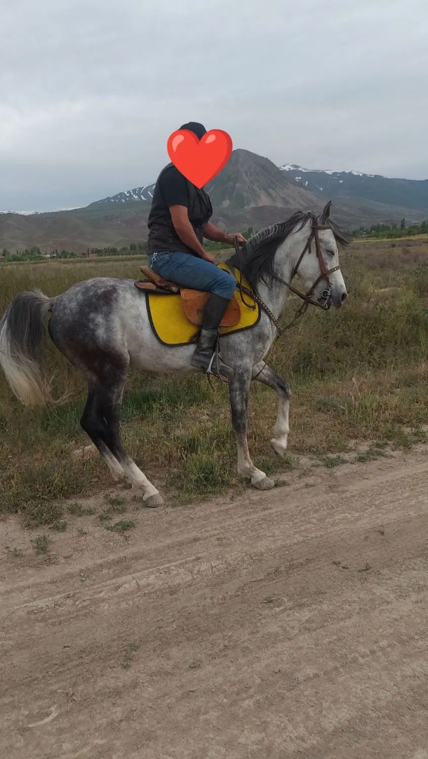کردعرب|اسب و تجهیزات اسب‌سواری|کشکسرای, |دیوار