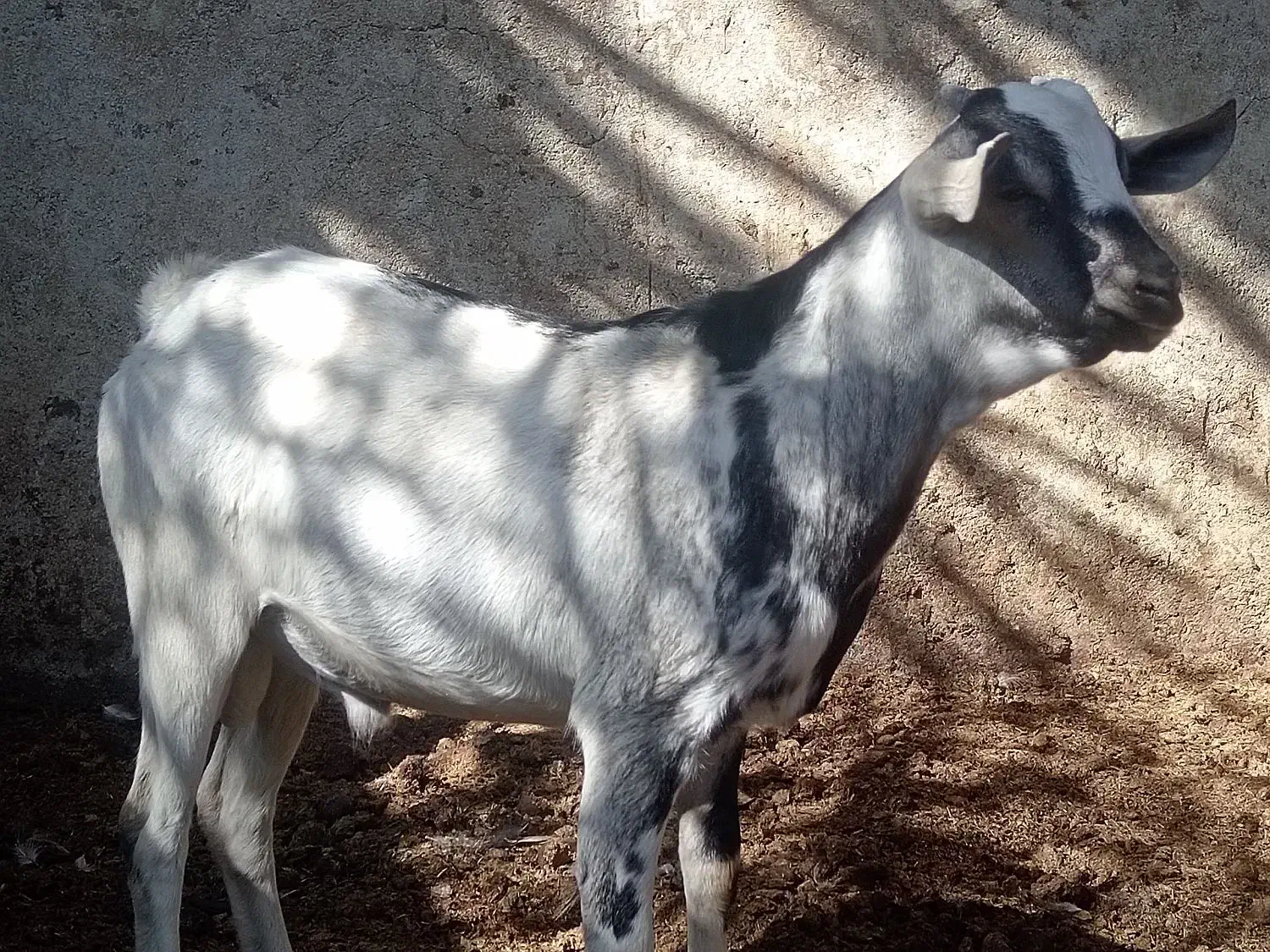 کهره سومالی خارجی|حیوانات مزرعه|شیراز, سلطان آباد|دیوار