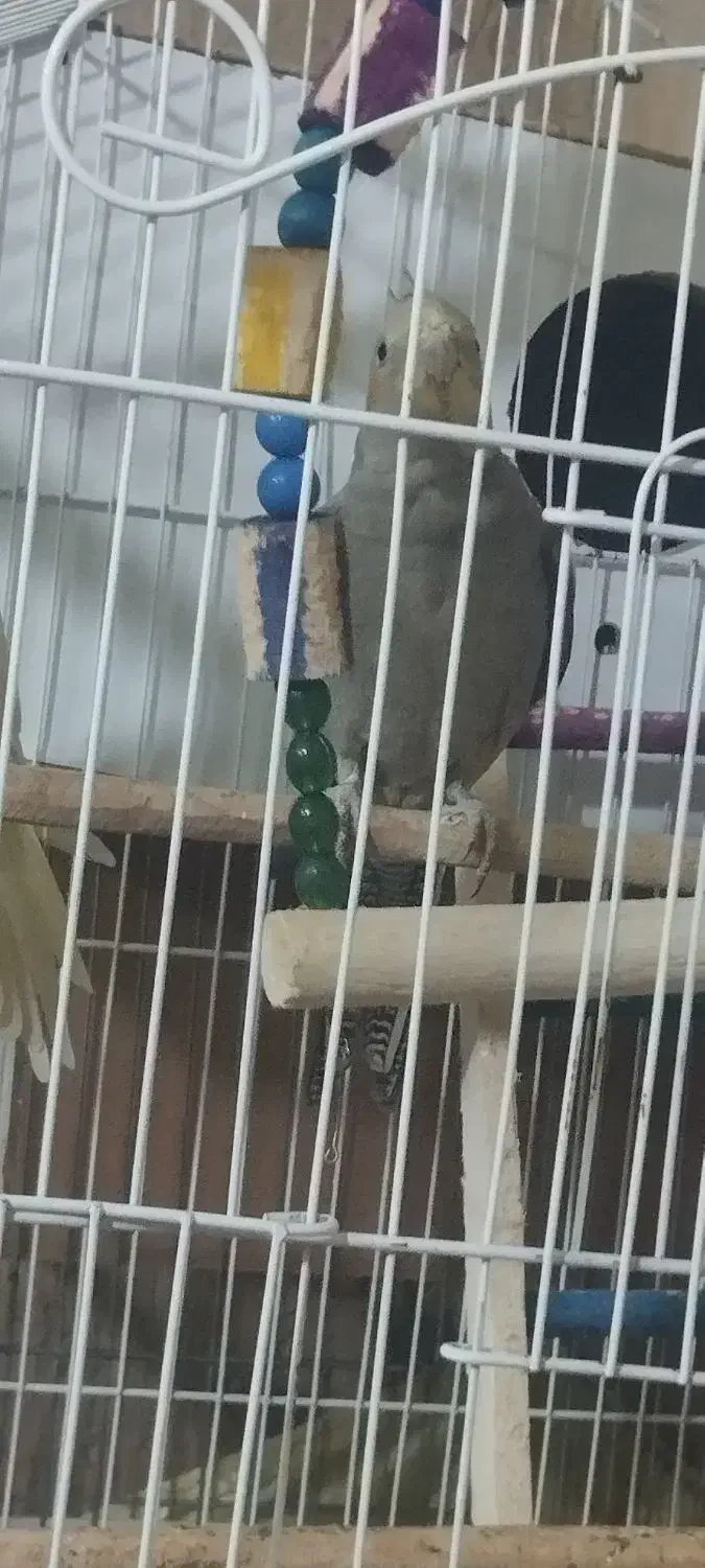 عروس هلندی|پرنده|کرمانشاه, |دیوار