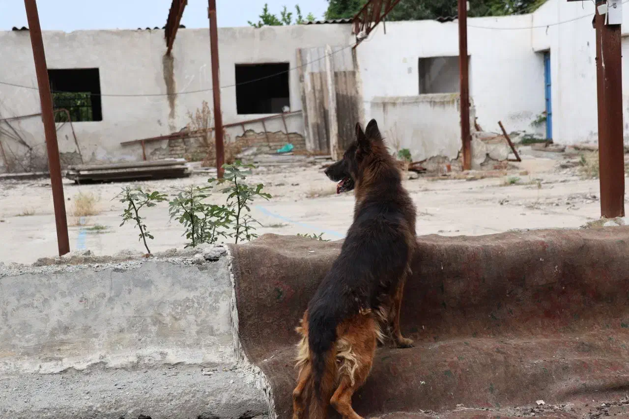 واگذاری سگ ژرمن|سگ|ساری, |دیوار