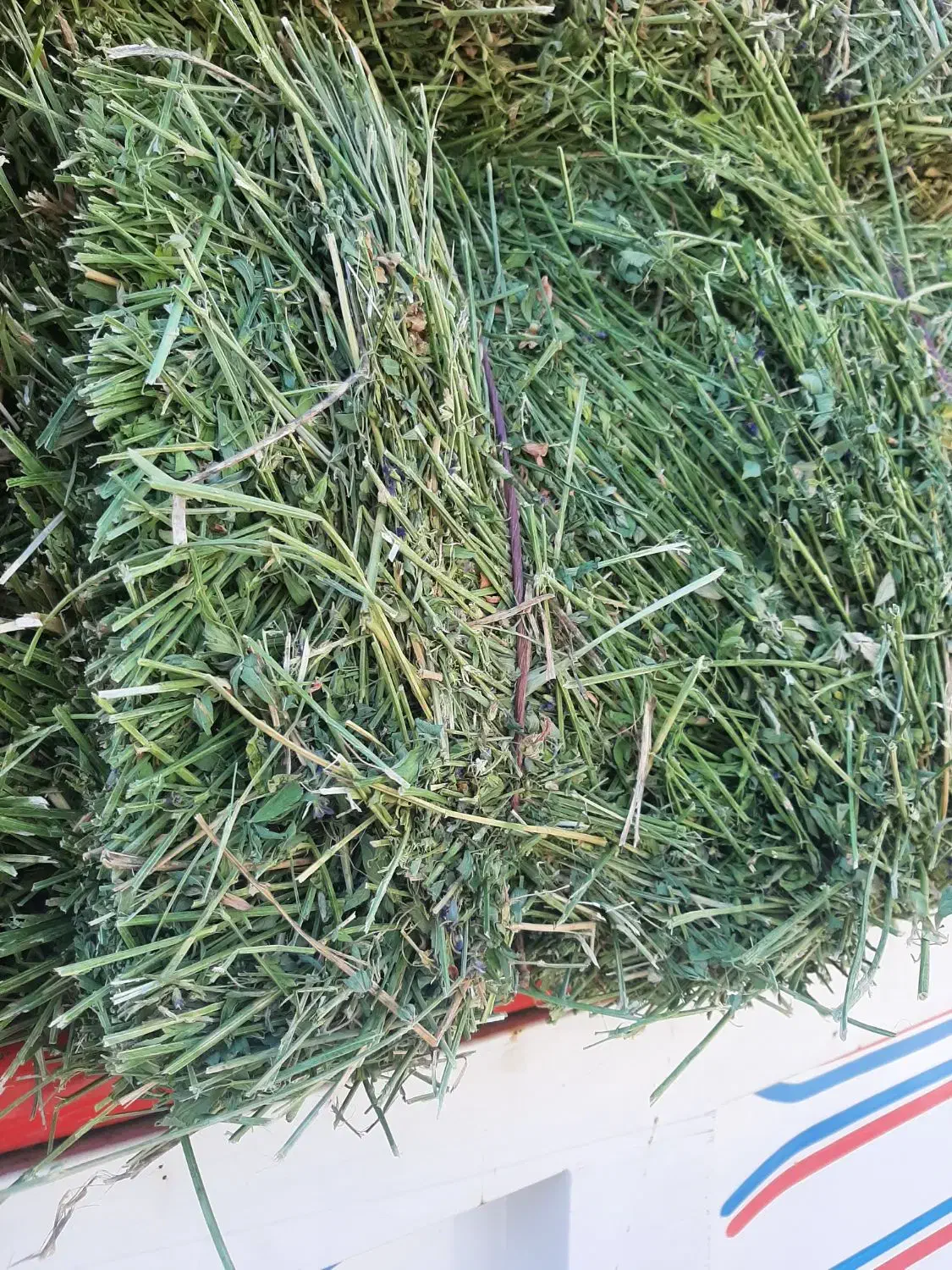 یونجه انباری چین ۲|خدمات باغبانی و درختکاری|زنجان, |دیوار