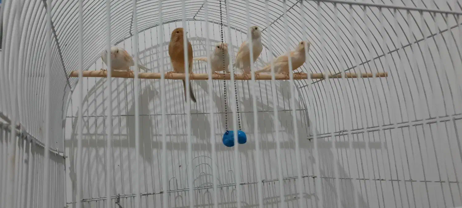 قناری|پرنده|رضویه, |دیوار