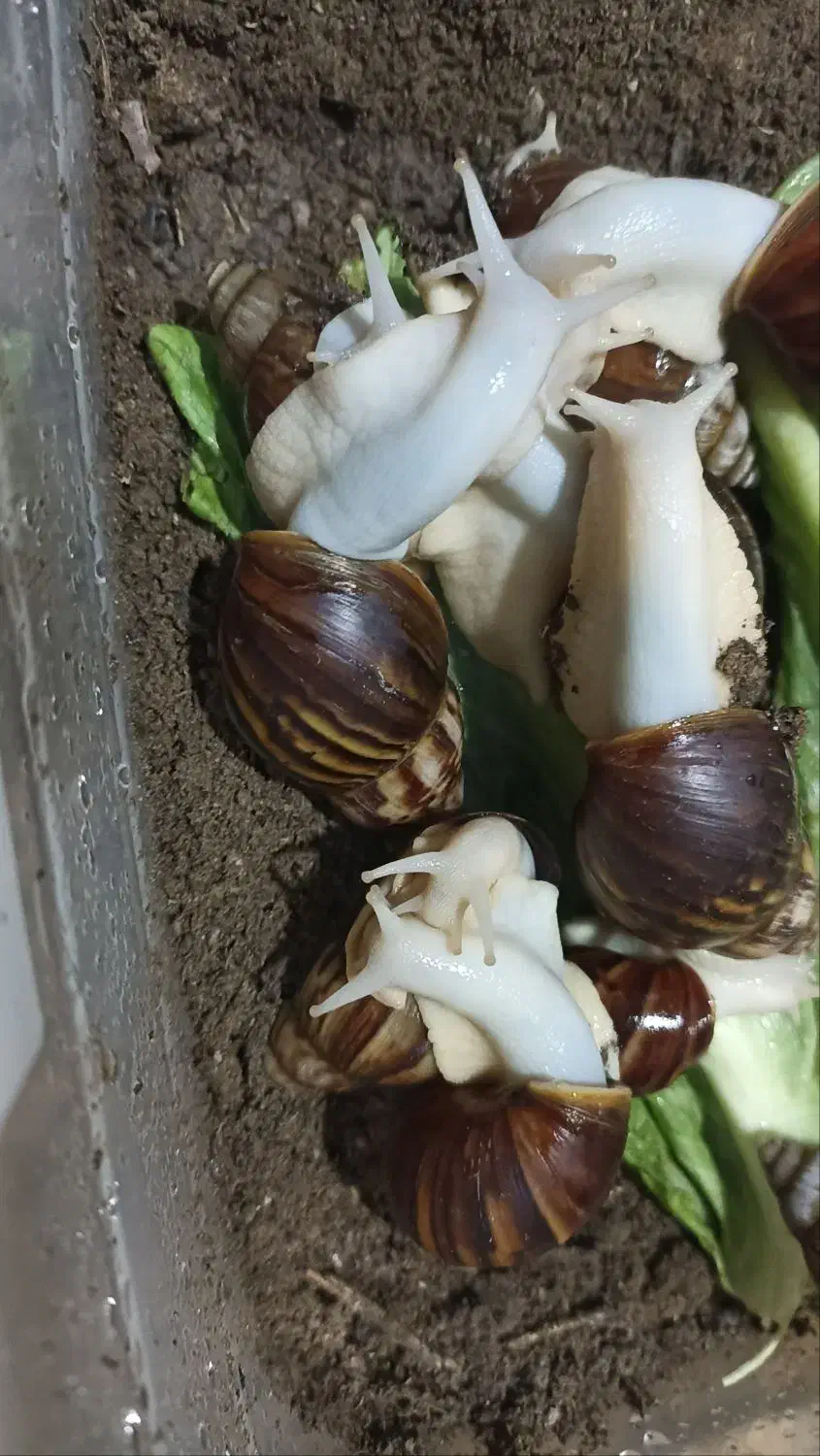 حلزون|خزنده|اسلام‌شهر, شهرک واوان|دیوار