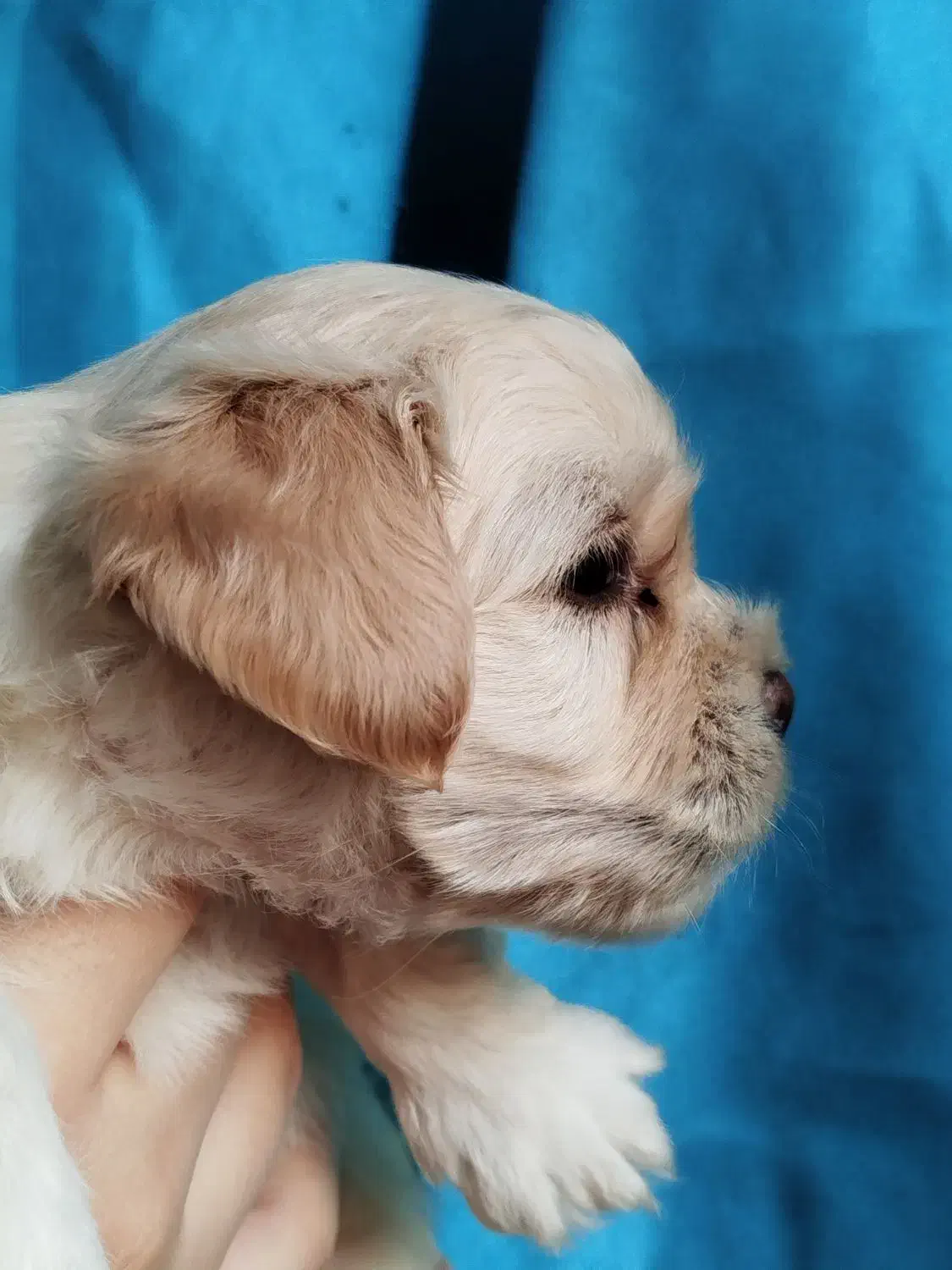 توله سگ|سگ|اهواز, شریعتی جنوبی|دیوار