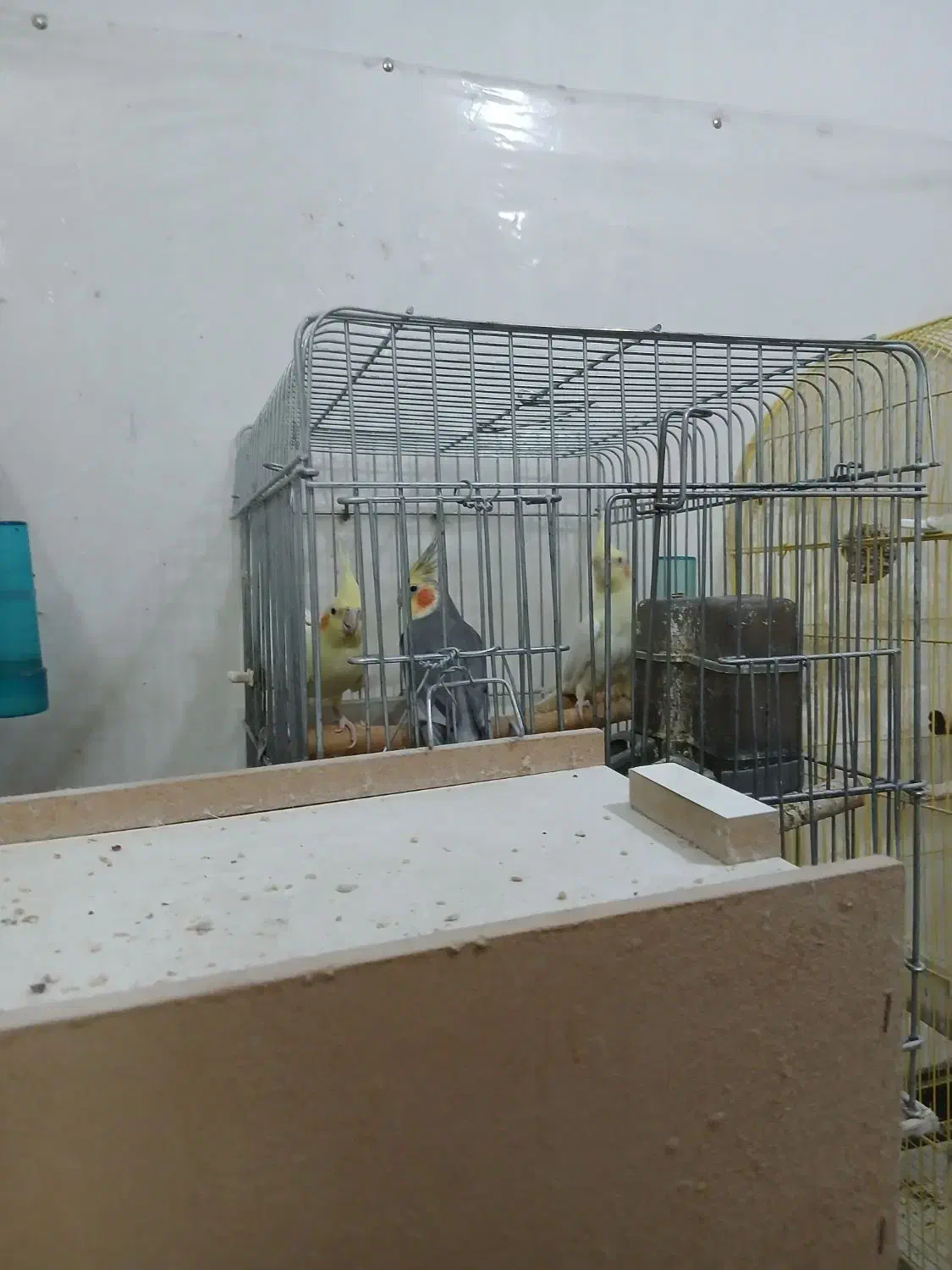 عروس هلندی تخم گذار|پرنده|بهبهان, |دیوار