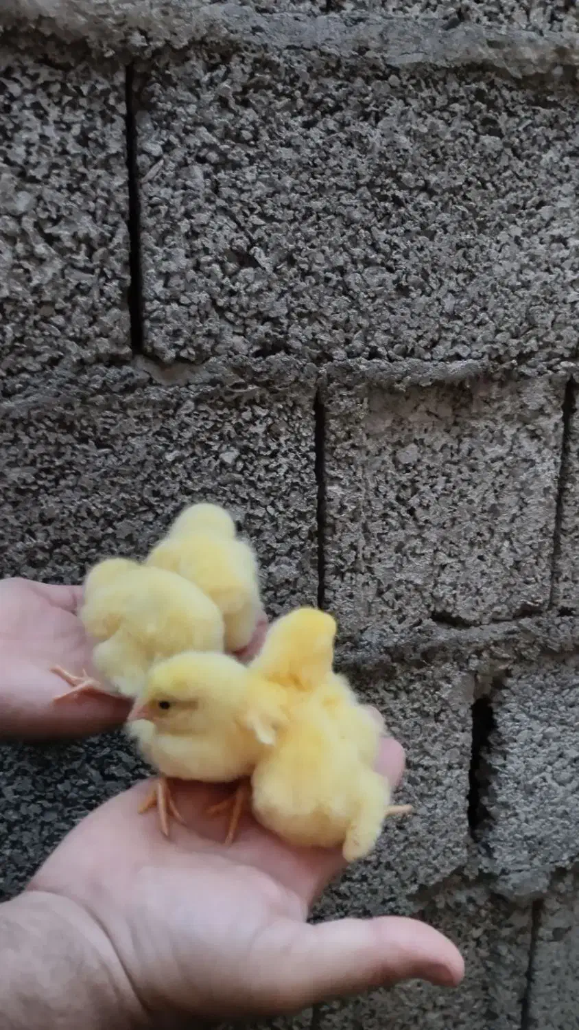 جوجه گوشتی راس|حیوانات مزرعه|پیربازار, |دیوار