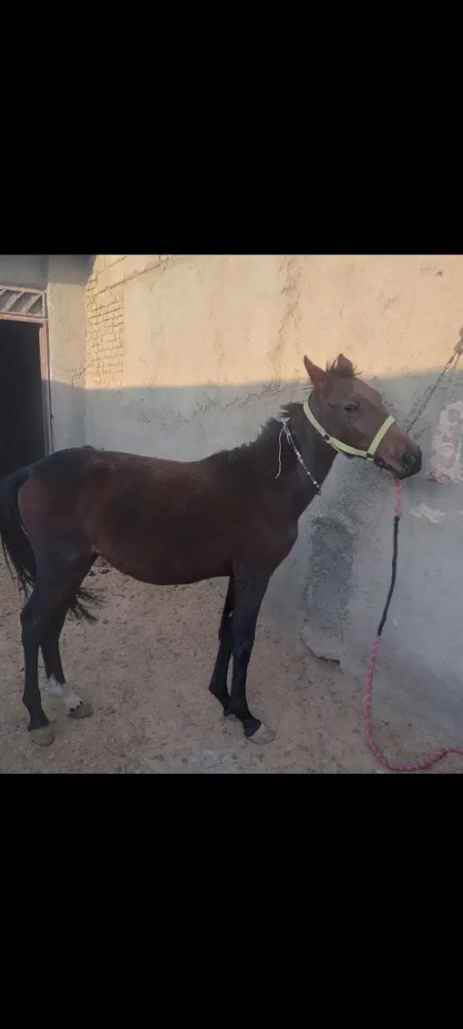 کره مادیون|اسب و تجهیزات اسبسواری|سبزوار, کوی گلستان|دیوار